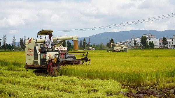 生态水稻 (2)