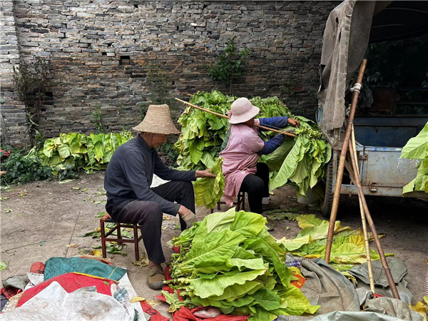 江川宁海街道：烟叶开烤正当时2