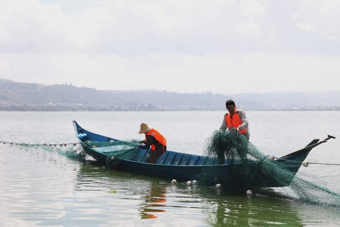 工作人员有条不紊地向湖面撒下渔网。10月17日摄。