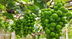 “阳光玫瑰”葡萄成熟上市 果农喜获丰收